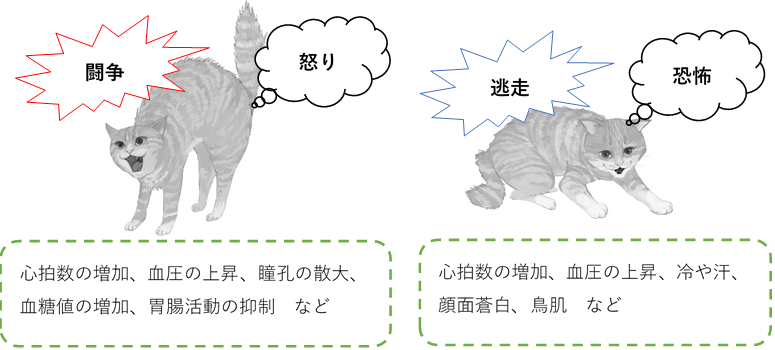 緊張反応の特徴に関するイメージ図